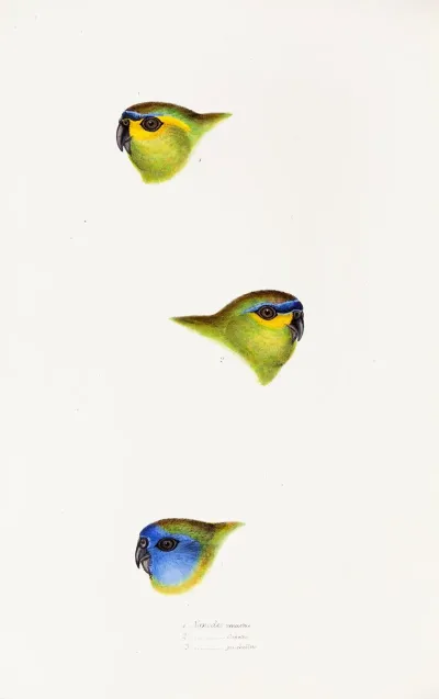 A Synopsis Of The Birds Of Australia And The Adjacent Islands Pl 25