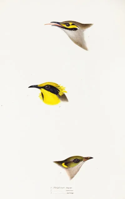 A Synopsis Of The Birds Of Australia And The Adjacent Islands Pl 26