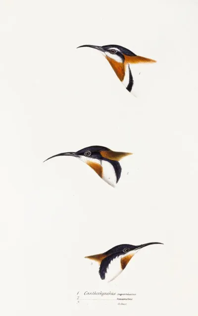 A Synopsis Of The Birds Of Australia And The Adjacent Islands Pl 27