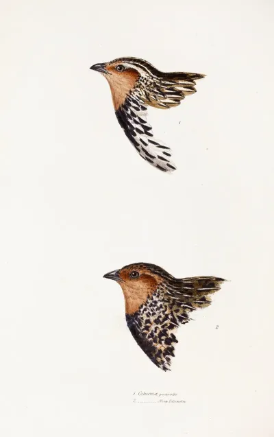 A Synopsis Of The Birds Of Australia And The Adjacent Islands Pl 29