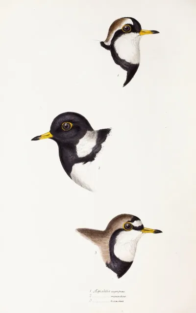 A Synopsis Of The Birds Of Australia And The Adjacent Islands Pl 32