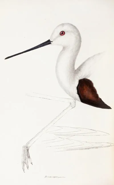 A Synopsis Of The Birds Of Australia And The Adjacent Islands Pl 33