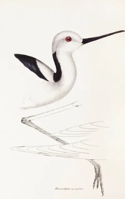 A Synopsis Of The Birds Of Australia And The Adjacent Islands Pl 34