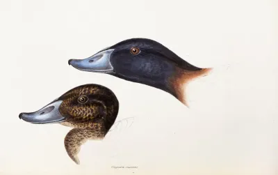 A Synopsis Of The Birds Of Australia And The Adjacent Islands Pl 36