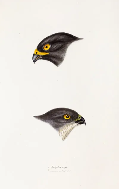 A Synopsis Of The Birds Of Australia And The Adjacent Islands Pl 45