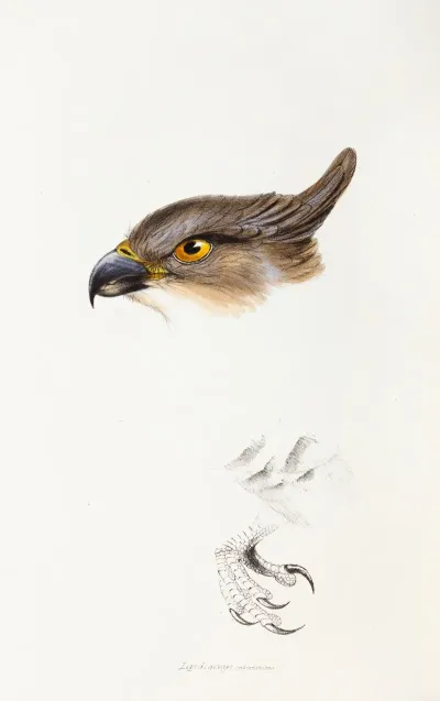 A Synopsis Of The Birds Of Australia And The Adjacent Islands Pl 46
