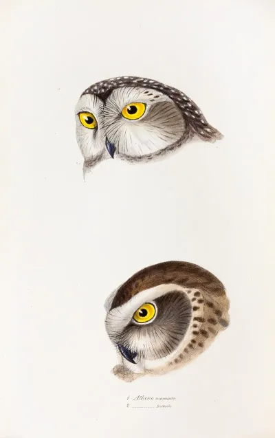 A Synopsis Of The Birds Of Australia And The Adjacent Islands Pl 50