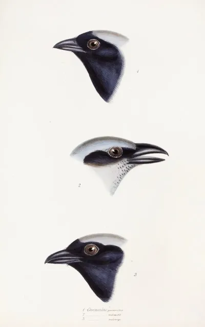 A Synopsis Of The Birds Of Australia And The Adjacent Islands Pl 56