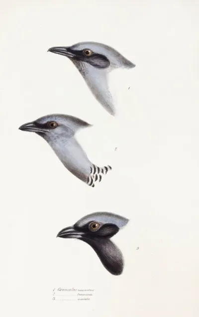 A Synopsis Of The Birds Of Australia And The Adjacent Islands Pl 57