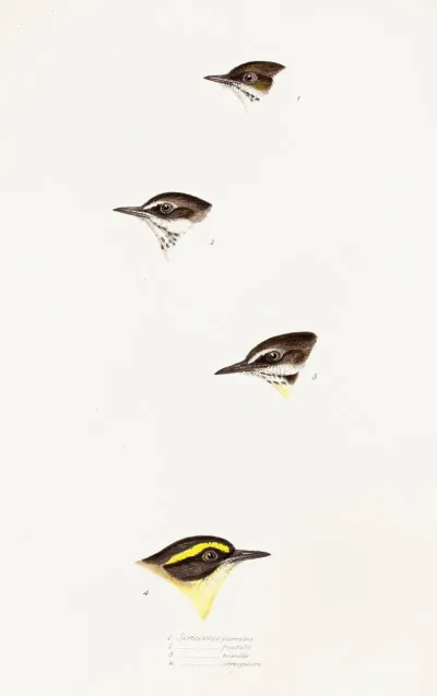 A Synopsis Of The Birds Of Australia And The Adjacent Islands Pl 58