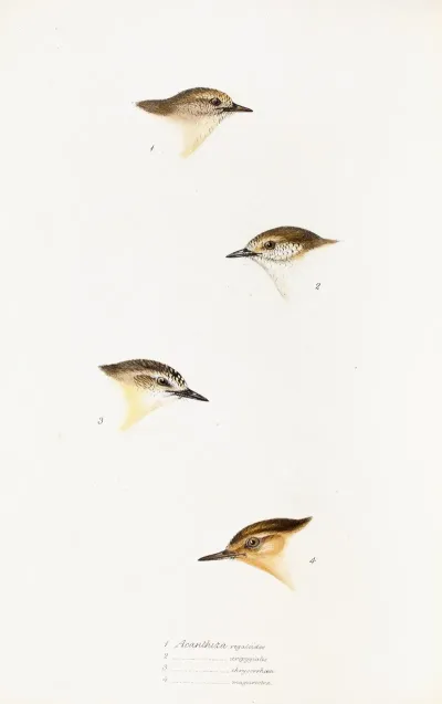 A Synopsis Of The Birds Of Australia And The Adjacent Islands Pl 60