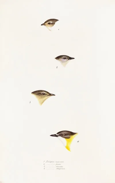 A Synopsis Of The Birds Of Australia And The Adjacent Islands Pl 61