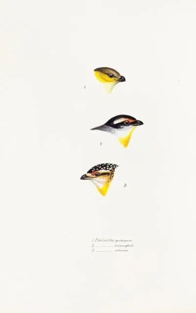 A Synopsis Of The Birds Of Australia And The Adjacent Islands Pl 62