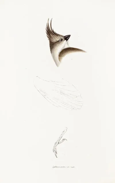 A Synopsis Of The Birds Of Australia And The Adjacent Islands Pl 63