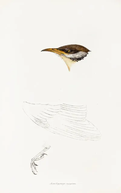 A Synopsis Of The Birds Of Australia And The Adjacent Islands Pl 69