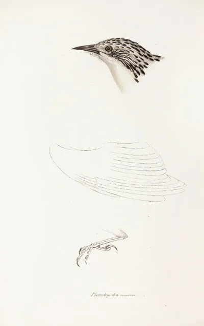 A Synopsis Of The Birds Of Australia And The Adjacent Islands Pl 70
