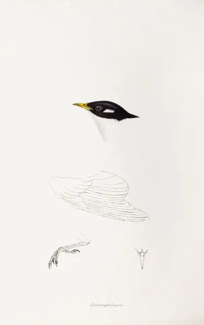 A Synopsis Of The Birds Of Australia And The Adjacent Islands Pl 71