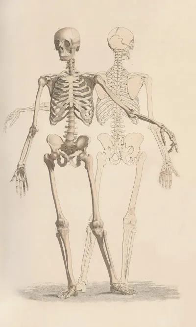 A System Of Anatomical Plates Of The Human Body Pl 001