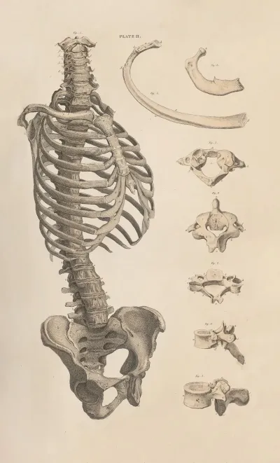 A System Of Anatomical Plates Of The Human Body Pl 002