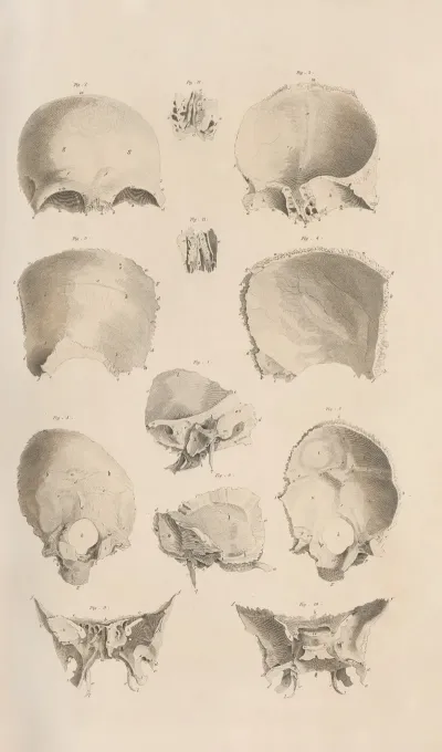 A System Of Anatomical Plates Of The Human Body Pl 005