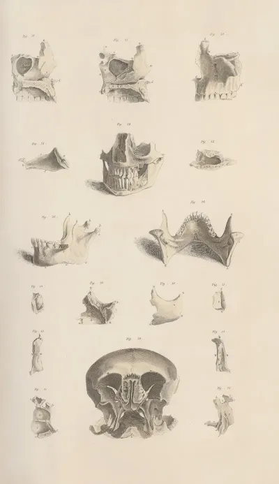 A System Of Anatomical Plates Of The Human Body Pl 006