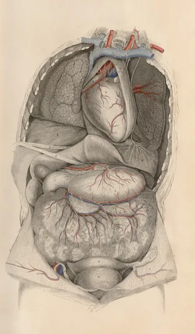 A System Of Anatomical Plates Of The Human Body Pl 010