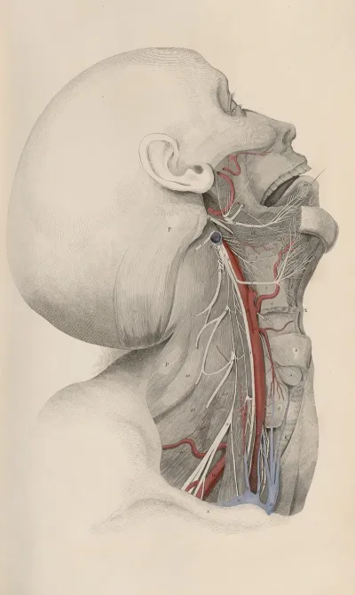 A System Of Anatomical Plates Of The Human Body Pl 016