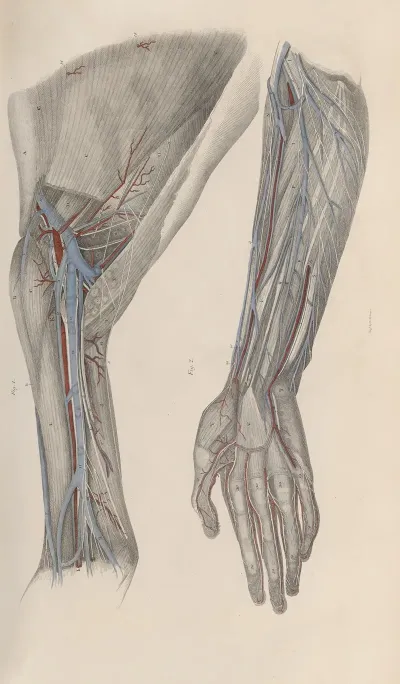 A System Of Anatomical Plates Of The Human Body Pl 020