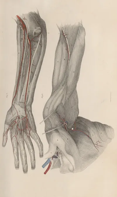 A System Of Anatomical Plates Of The Human Body Pl 021