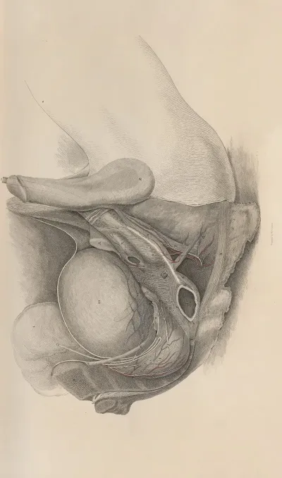 A System Of Anatomical Plates Of The Human Body Pl 023