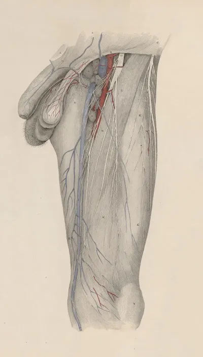 A System Of Anatomical Plates Of The Human Body Pl 024