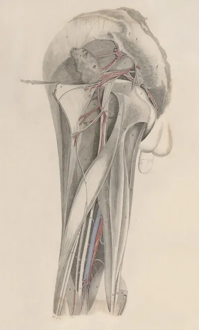 A System Of Anatomical Plates Of The Human Body Pl 026