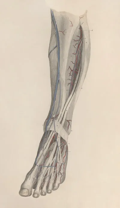 A System Of Anatomical Plates Of The Human Body Pl 027