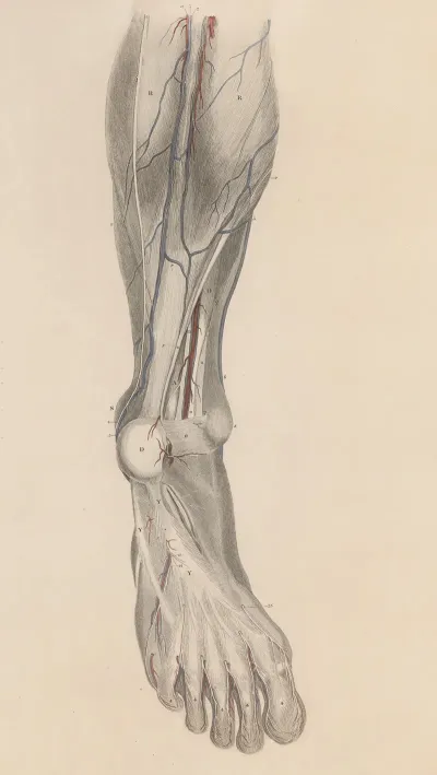 A System Of Anatomical Plates Of The Human Body Pl 028