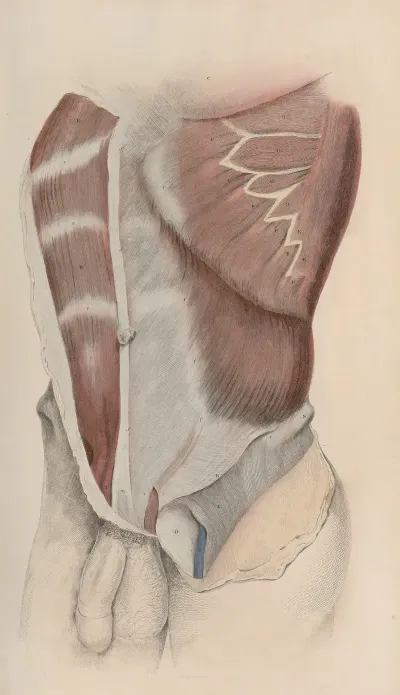 A System Of Anatomical Plates Of The Human Body Pl 030