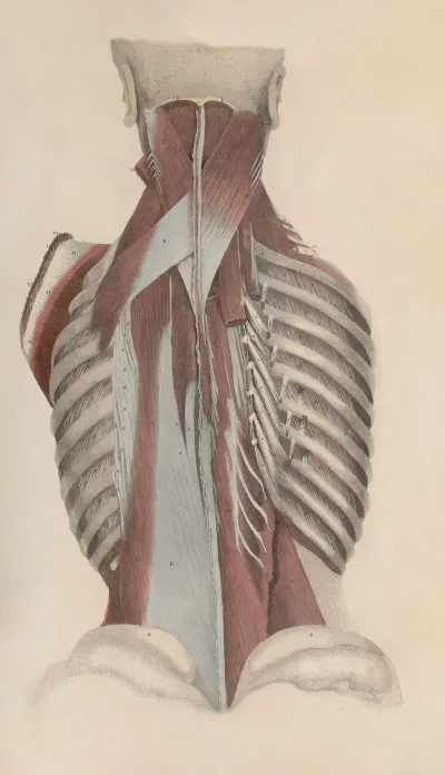 A System Of Anatomical Plates Of The Human Body Pl 037