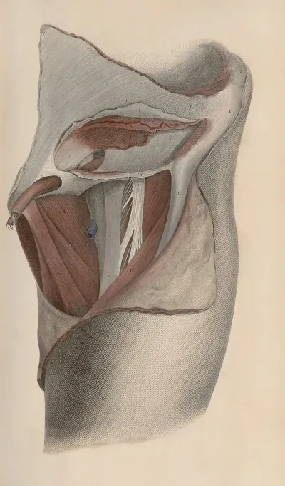A System Of Anatomical Plates Of The Human Body Pl 039