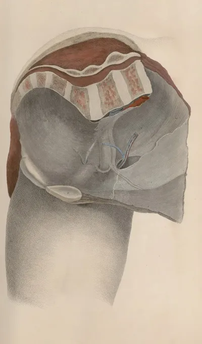 A System Of Anatomical Plates Of The Human Body Pl 040