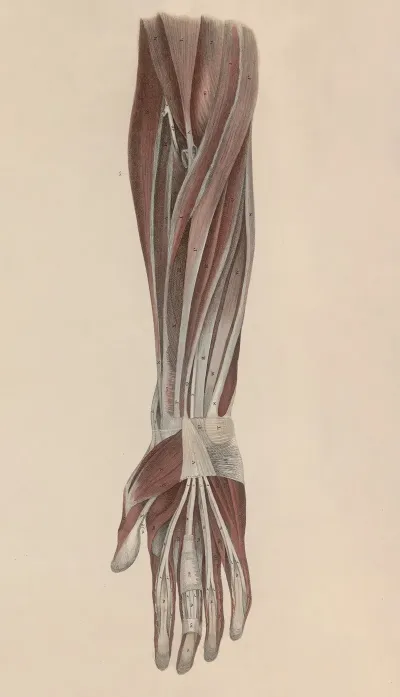 A System Of Anatomical Plates Of The Human Body Pl 043