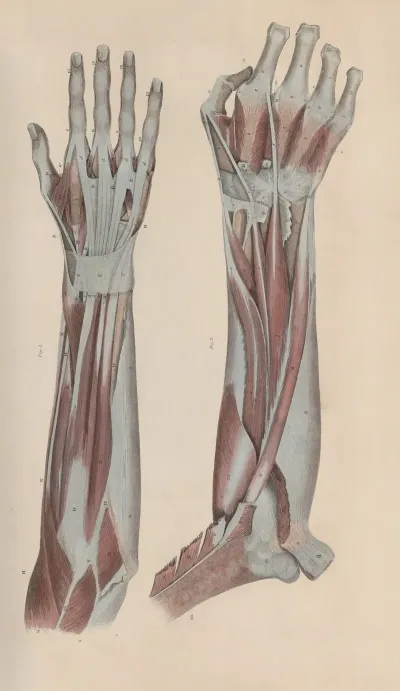 A System Of Anatomical Plates Of The Human Body Pl 045