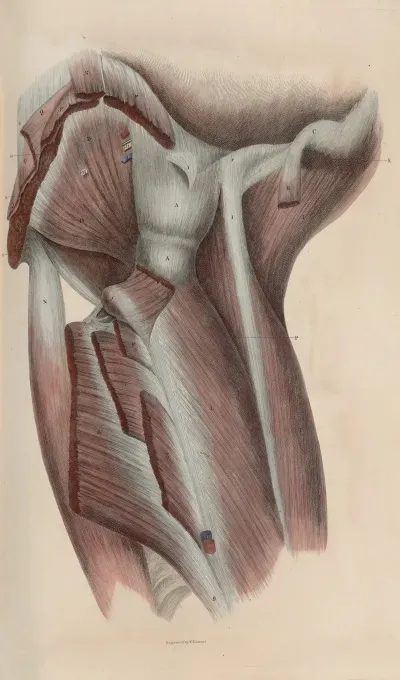 A System Of Anatomical Plates Of The Human Body Pl 047
