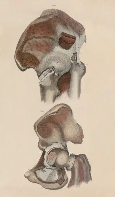 A System Of Anatomical Plates Of The Human Body Pl 050