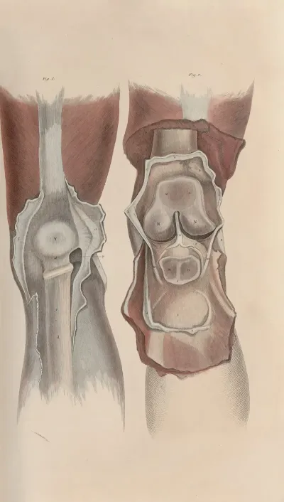 A System Of Anatomical Plates Of The Human Body Pl 052