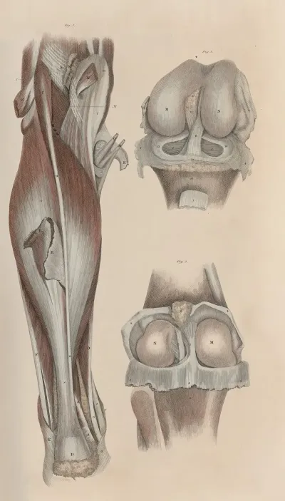 A System Of Anatomical Plates Of The Human Body Pl 053