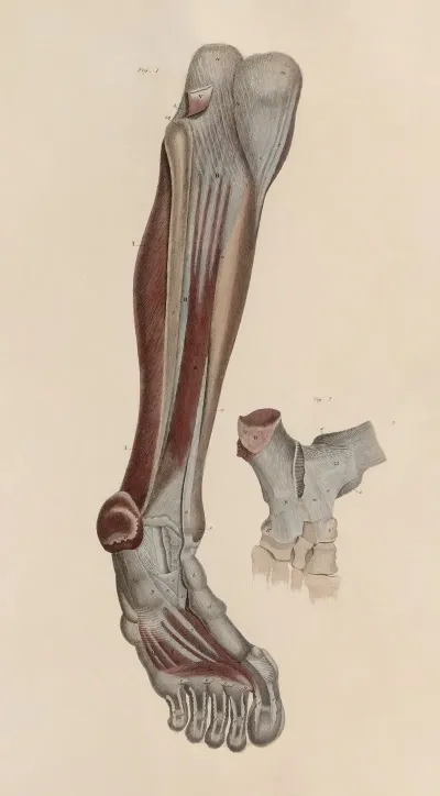 A System Of Anatomical Plates Of The Human Body Pl 055
