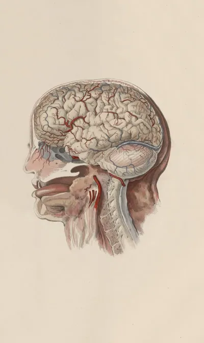 A System Of Anatomical Plates Of The Human Body Pl 059