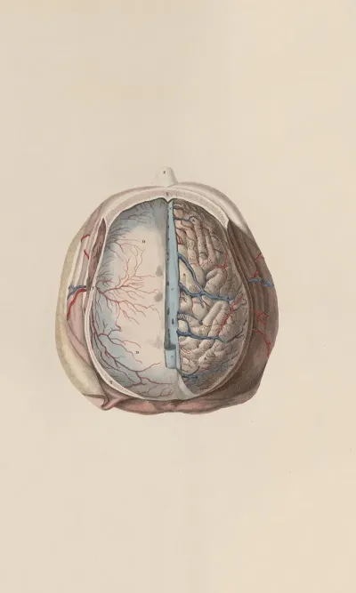 A System Of Anatomical Plates Of The Human Body Pl 060