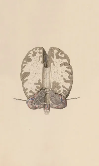 A System Of Anatomical Plates Of The Human Body Pl 062