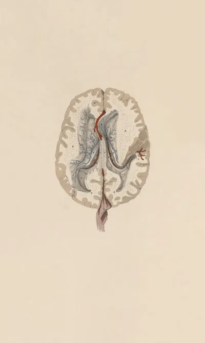 A System Of Anatomical Plates Of The Human Body Pl 063