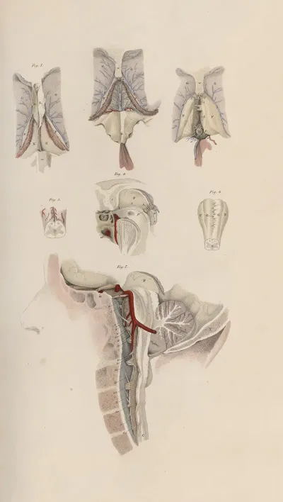 A System Of Anatomical Plates Of The Human Body Pl 064